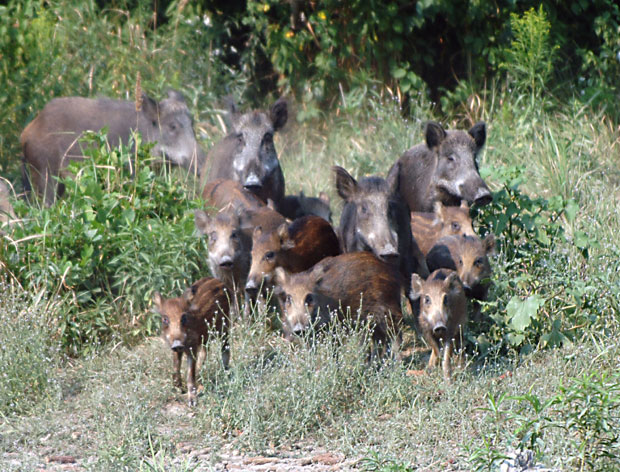 Кривичне због трихинеле